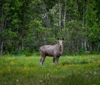 hytter huren in Skabu, Oppland Noord, Noorwegen | vakantiehuisje voor 5 -14 personen