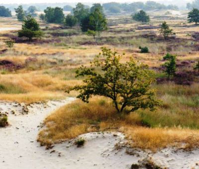 Vakantiehuis Kaatsheuvel: Bungalow type 4L 4-personen