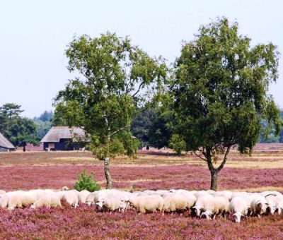 Vakantiehuis Hattem: Bungalow type 't Bos-huus 4-personen