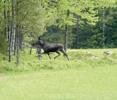 Vakantiewoningen huren in Skepplanda Alingsas, Vastergotland Goteborg, Zweden | vakantiehuisje voor 5 personen